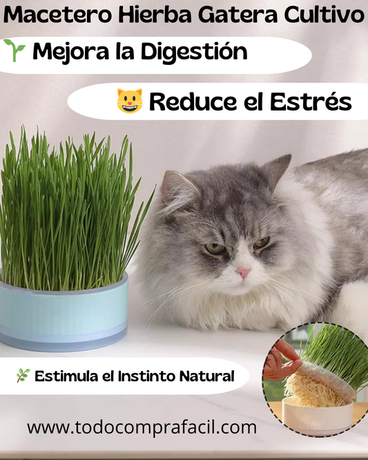 Macetero Hierba Gatera Cultivo